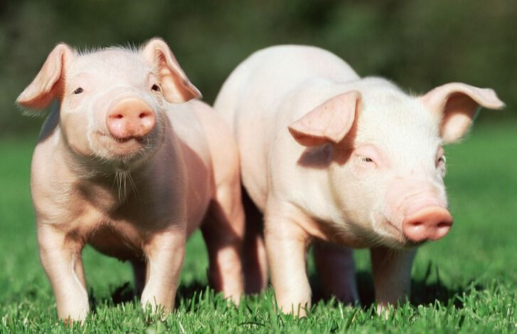 生猪养殖市场将进入最好的时代